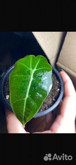 Фикус ампельный