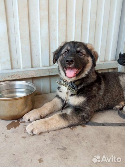 Щенок 3 месяца