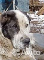 Среднеазиатская овчарка