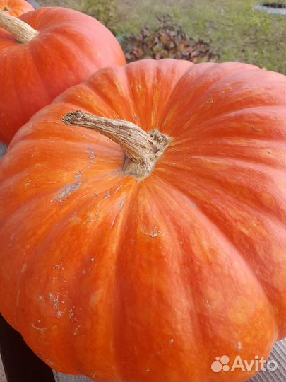 Тыква со своего огорода. Вкусная, мясистая