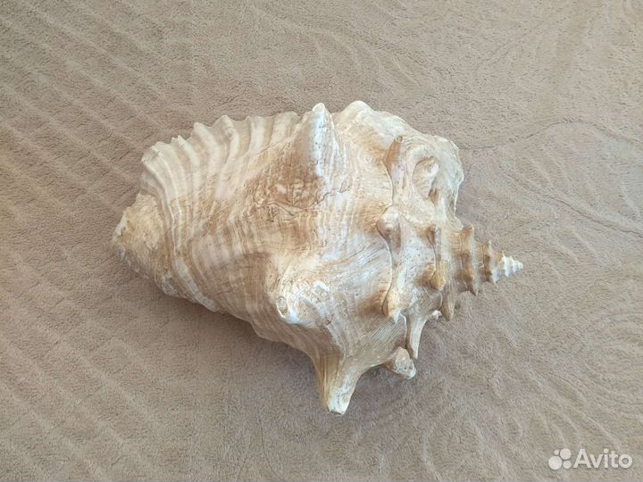 Большая морская раковина