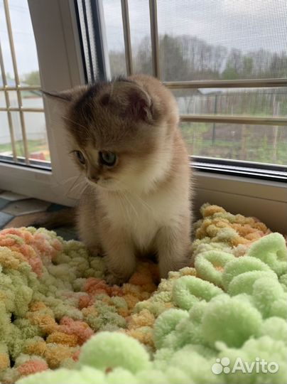 Кошечка золотого окраса