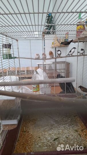 Японские амадины