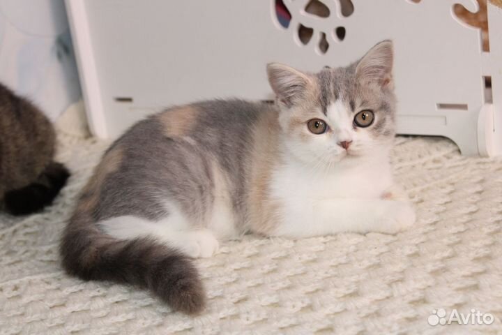 Британская черепашка