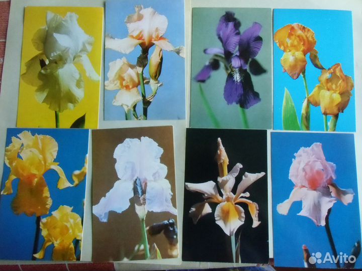 Наборы открыток. Цветы. СССР