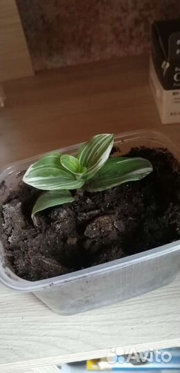 Традесканция