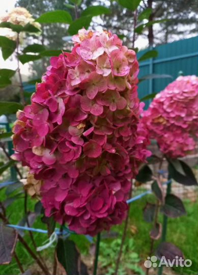 Гортензия метельчатая более 30 сортов