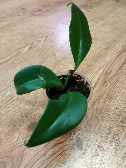 Эсхинантус Жар Птица