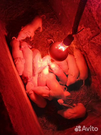 Поросята породы дюрок