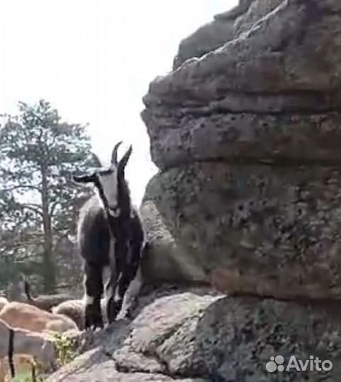 Пуховые козы