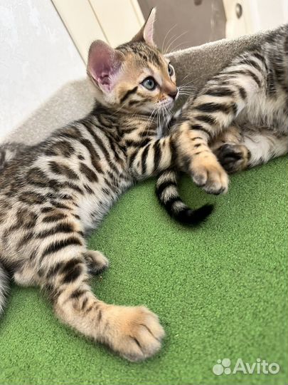 Бенгальские котята