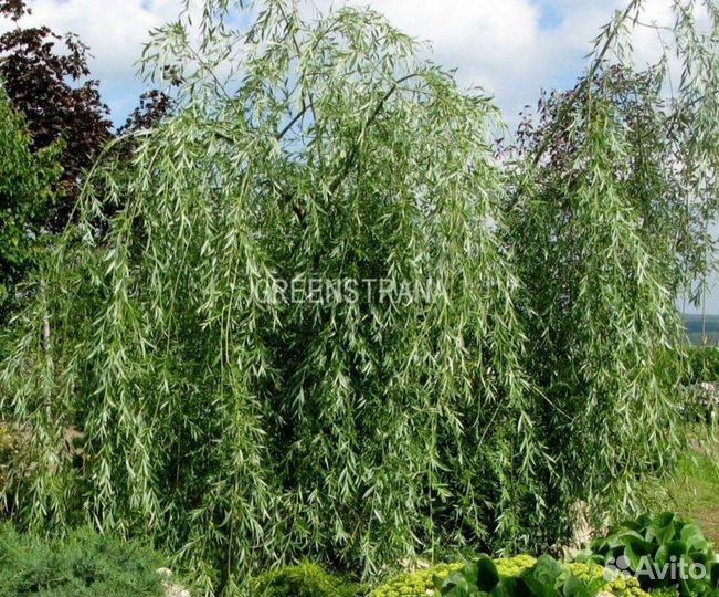 Ива гибридная Шатер-2