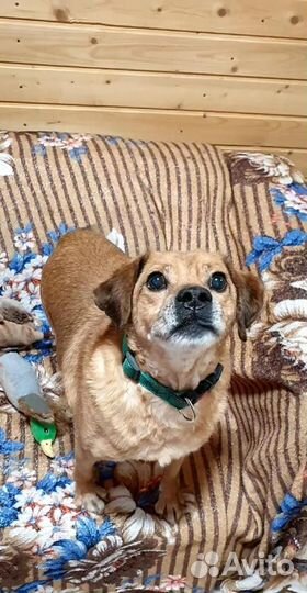 Маленький рыжий пес Гомер в добрые руки