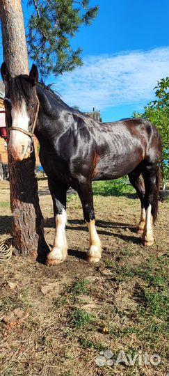 Жеребцы на покрытие