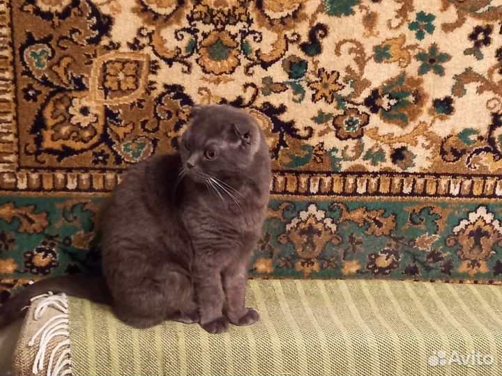 Шотландская вислоухая кошка