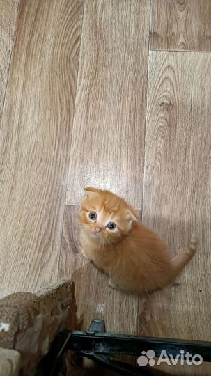 Британские котята