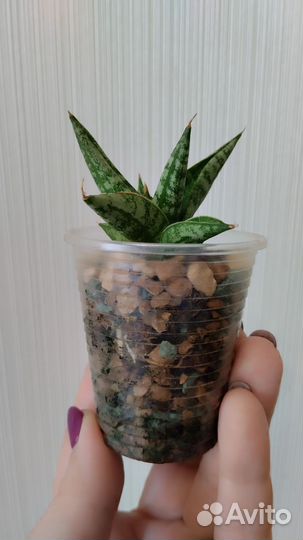 Сансевиерия Rocky Crown (Каменная Корона)