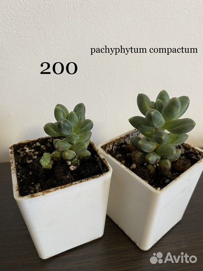 Суккуленты