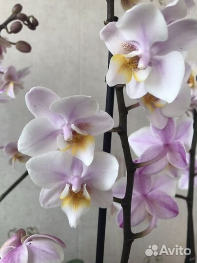 Орхидея фаленопсис Fragranse Trikolor