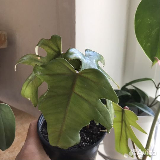 Комнатные растения цветы