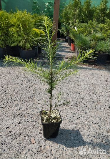 Саженцы лиственницы сибирской (Larix sibirica)