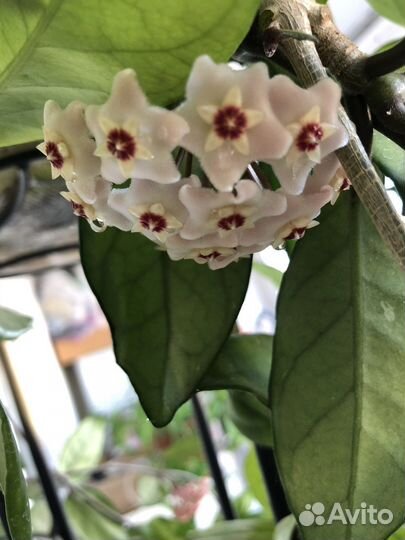 Хойя карноза