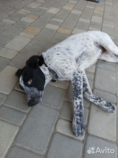 Дворняга девочка