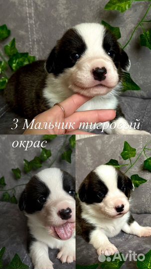 Щенки корги