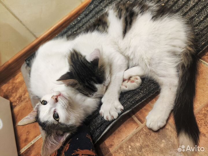 Котята