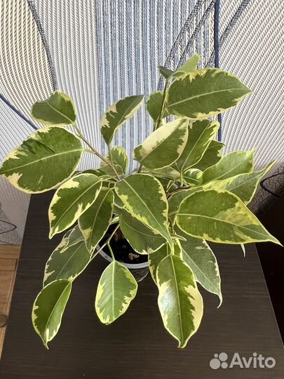 Фикус бенджамина Бафт