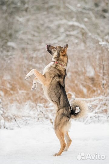 Пристраивается пес на охрану