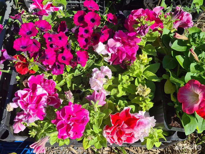 Рассада однолетних цветов