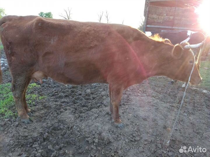 Корова на подсос 50тысач