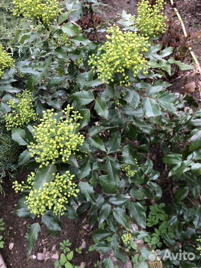 Магония падуболистная куст