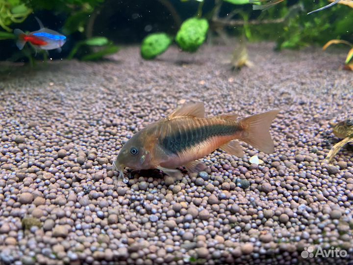 Сомики коридорасы