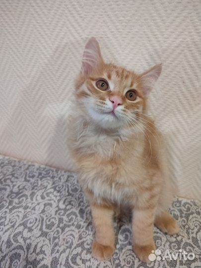 Курильский бобтейл