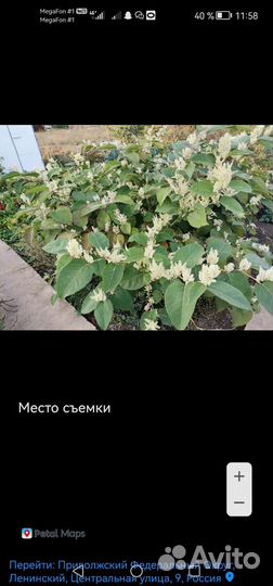 Бамбук сибирский экзотик