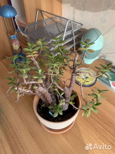 Денежное дерево