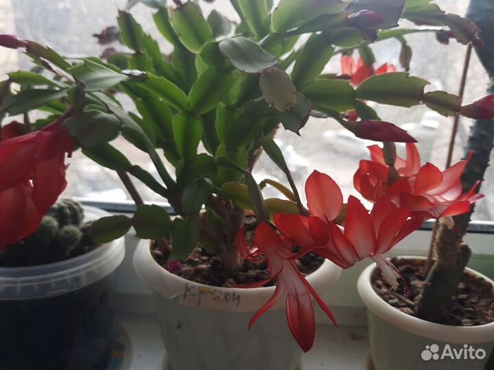 Толстянка,декабрист