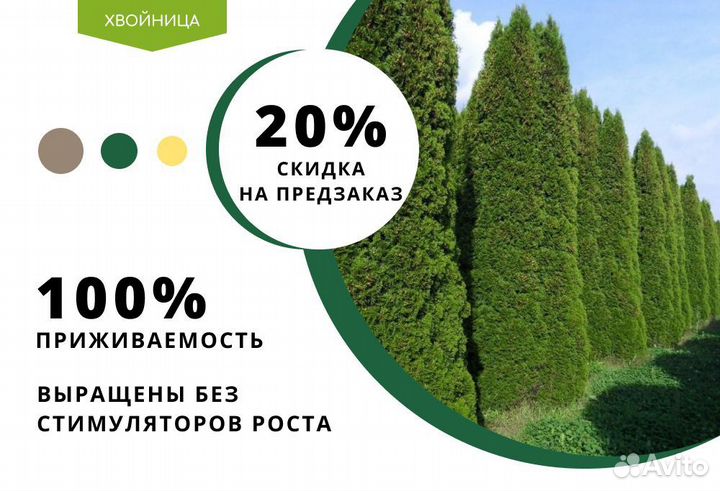Туи Смарагд 1,4-1,6 м 1,8-2 м