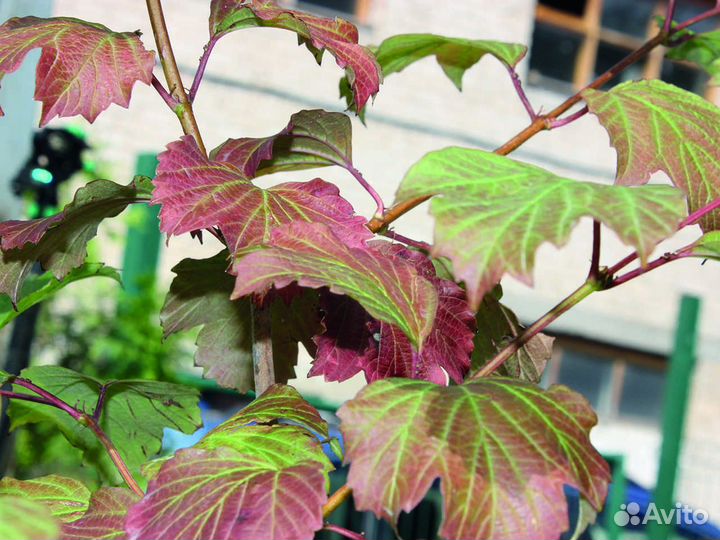 Калина обыкновенная 100-150 см, с5