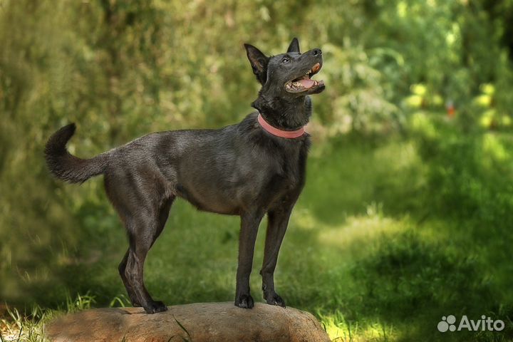 Мишель, черная собака, ищет дом