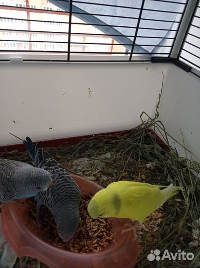 Волнистый попугай птенцы