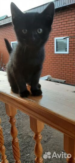 Котёнок мальчик