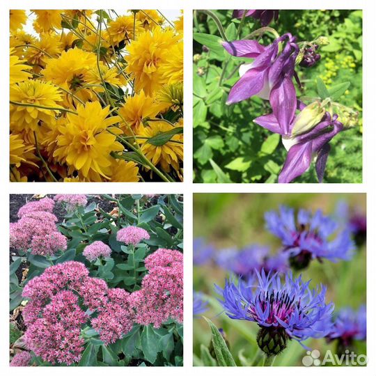 Васильки,Очиток видный,Золотой шар, Аквилегия и др