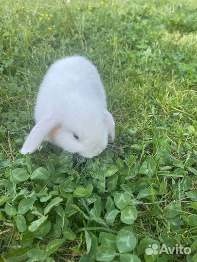 Кролик девочка в добрые руки