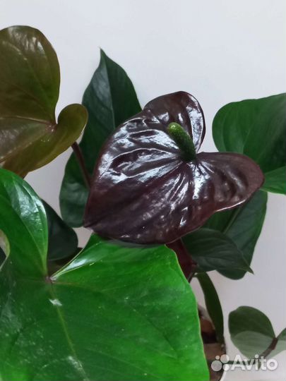 Антуриум Чёрный дракон
