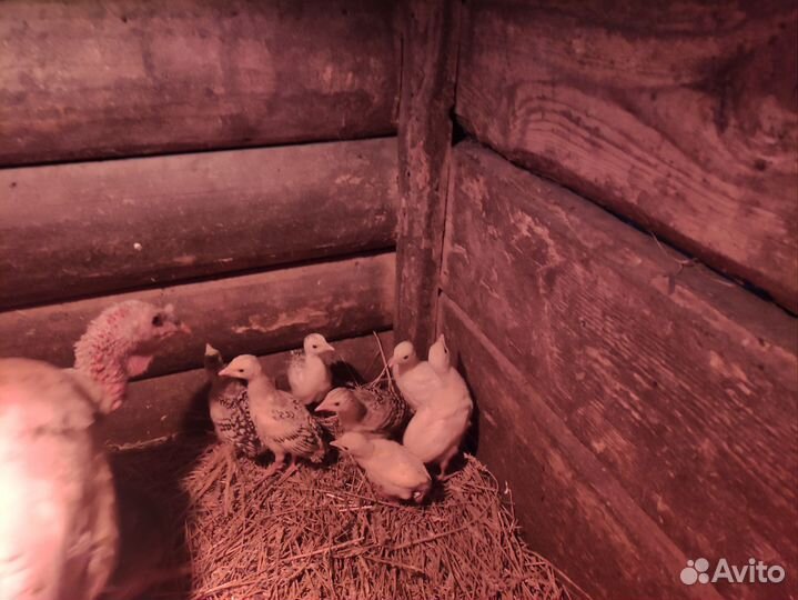 Индюкшка с индюшатами