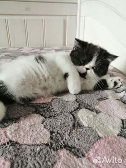 Кошечка экзот
