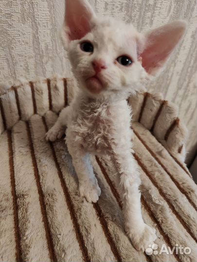 Котята девон-рекс